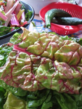 Anna Schapiro, Kolleg für studentischen Austausch und gutes Essen (Collective for Student Exchange and Good Food), 2009-2011