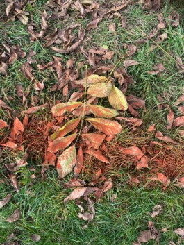 Anna Schapiro, Moving Earths, 2022