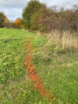 Anna Schapiro, Moving Earths, 2022