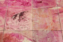 Anna Schapiro, There is No, 2018