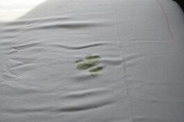 Anna Schapiro, Blaufärben (blue dyeing), 2017